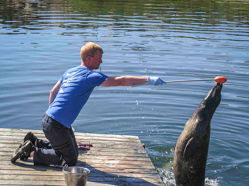 De zeehondenshow