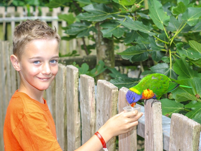 Helemaal blij tijdens het voeren van de kleurrijke Regenboog Lori's in de Zoo des Sables