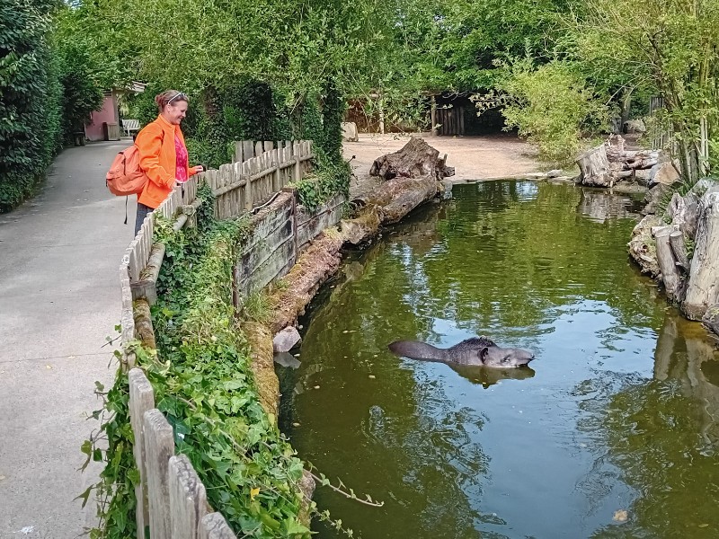 Emma kijkt naar een tapir die een verkoelend bad neemt in Zoo des Sables