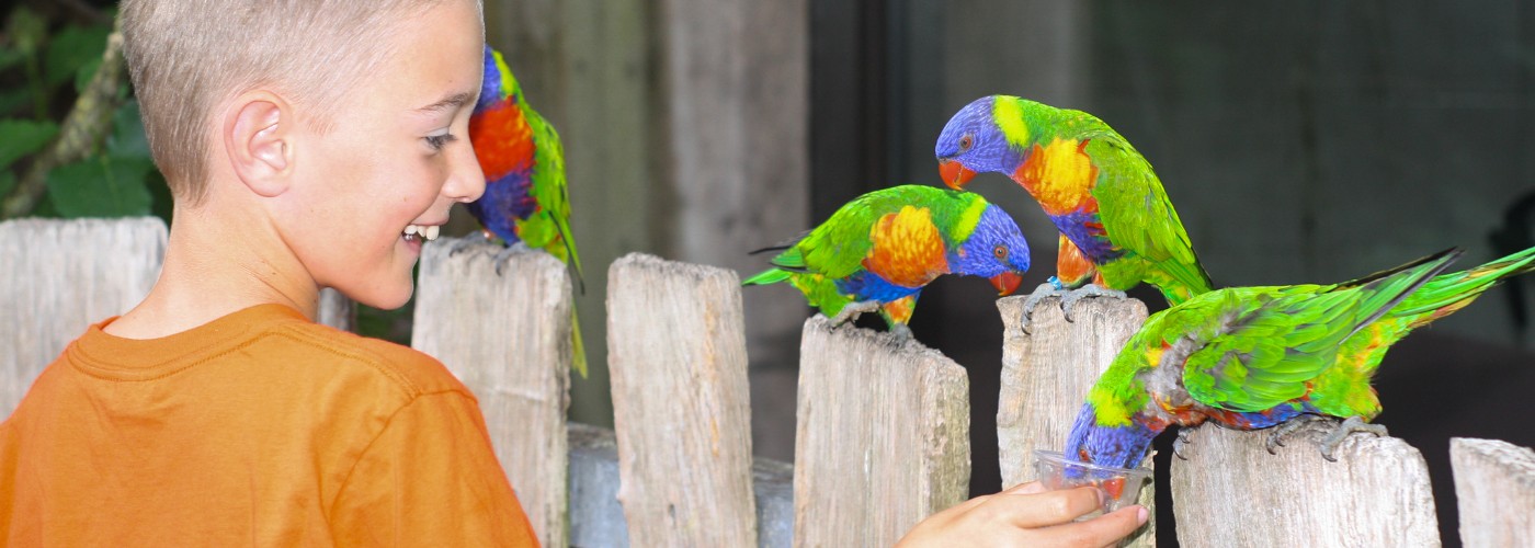 De oudste zoon van Emma voert de exotische vogels in de natuurdierentuin Zoo des Sables in de Franse Vendée